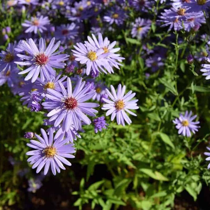 Symphyotrichum 'Little Carlow' (_cordifolium_ hybrid) ---